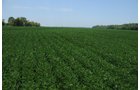 Property photo 36 - 1,288 Acre Land Auction in 19 Tracts. 903 Tillable Acres and Mature Timber