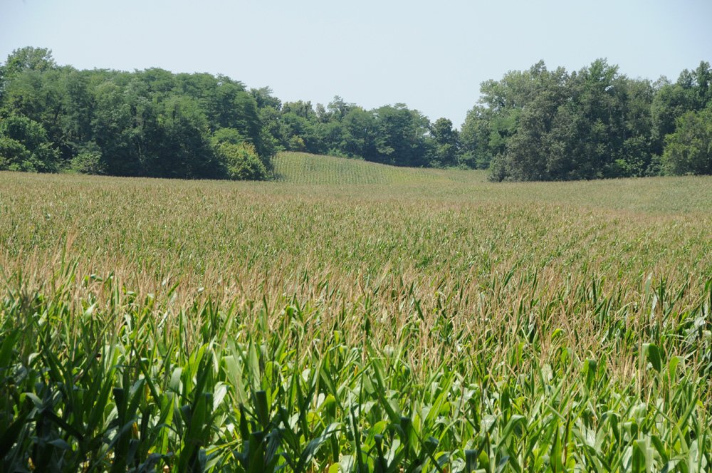 Property photo 20 - 1,288 Acre Land Auction in 19 Tracts. 903 Tillable Acres and Mature Timber