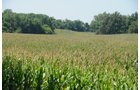 Property photo 20 - 1,288 Acre Land Auction in 19 Tracts. 903 Tillable Acres and Mature Timber