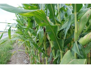 Property photo 13 - 178+/- Acres Offered in 5 Tracts