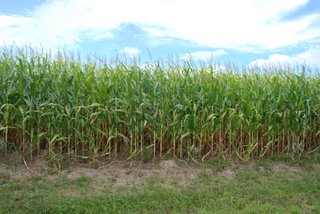 Minthorn, Cass County