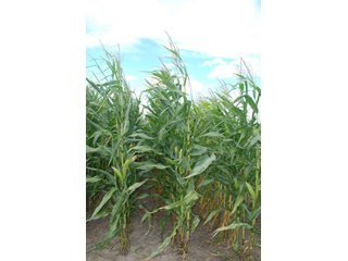 Property photo 33 - 178+/- Acres Offered in 5 Tracts