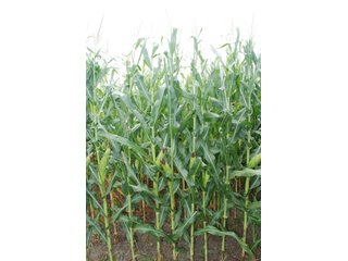Property photo 4 - 178+/- Acres Offered in 5 Tracts