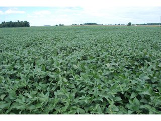 Property photo 49 - 178+/- Acres Offered in 5 Tracts