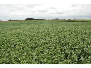 Property photo 12 - 178+/- Acres Offered in 5 Tracts