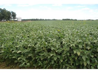 Property photo 8 - 178+/- Acres Offered in 5 Tracts