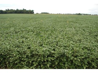 Property photo 24 - 178+/- Acres Offered in 5 Tracts