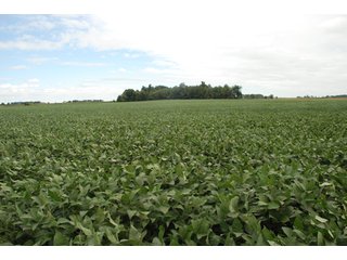 Property photo 15 - 178+/- Acres Offered in 5 Tracts