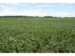 Property photo 38 - 178+/- Acres Offered in 5 Tracts