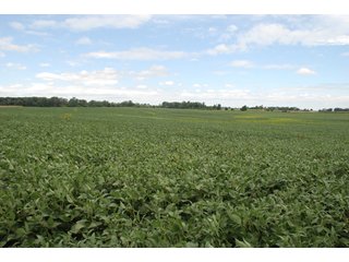 Property photo 16 - 178+/- Acres Offered in 5 Tracts