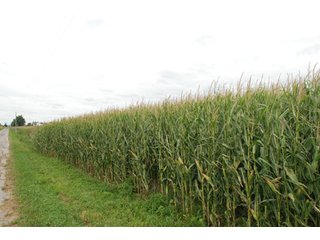 Property photo 26 - 178+/- Acres Offered in 5 Tracts