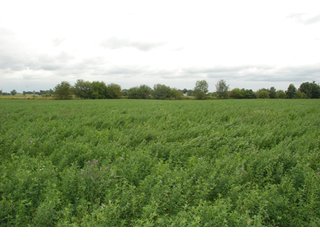 Property photo 43 - 178+/- Acres Offered in 5 Tracts