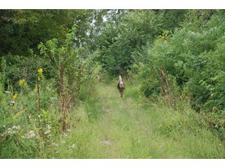 Property photo 39 - 178+/- Acres Offered in 5 Tracts