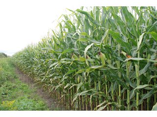 Property photo 40 - 178+/- Acres Offered in 5 Tracts