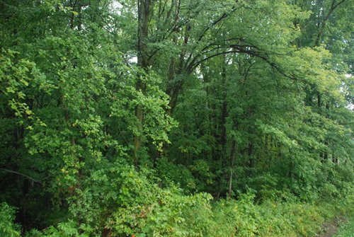 Tract 4 - 703+/- Acres in 5 Tracts \ 615+/- Acres Timber and Hunting Land in Michigan's U.P.
