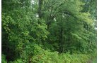 Tract 4 - 703+/- Acres in 5 Tracts \ 615+/- Acres Timber and Hunting Land in Michigan's U.P.