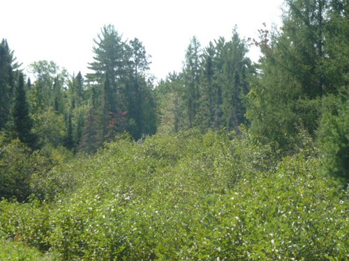 Tract 5 - 703+/- Acres in 5 Tracts \ 615+/- Acres Timber and Hunting Land in Michigan's U.P.