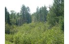 Tract 5 - 703+/- Acres in 5 Tracts \ 615+/- Acres Timber and Hunting Land in Michigan's U.P.