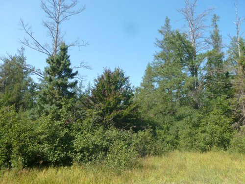 Tract 5 - 703+/- Acres in 5 Tracts \ 615+/- Acres Timber and Hunting Land in Michigan's U.P.