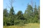 Tract 5 - 703+/- Acres in 5 Tracts \ 615+/- Acres Timber and Hunting Land in Michigan's U.P.