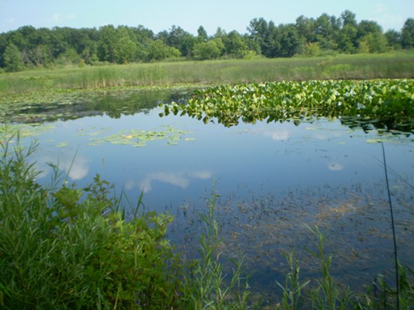 85.6 Acres Offered in 2 Tracts
