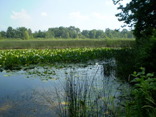 Property photo 3 - 85.6 Acres Offered in 2 Tracts