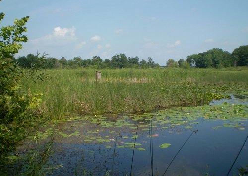 Property photo 6 - 85.6 Acres Offered in 2 Tracts