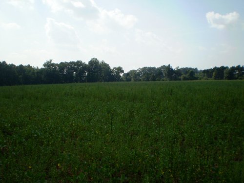 Property photo 2 - 85.6 Acres Offered in 2 Tracts