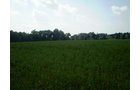 Property photo 2 - 85.6 Acres Offered in 2 Tracts