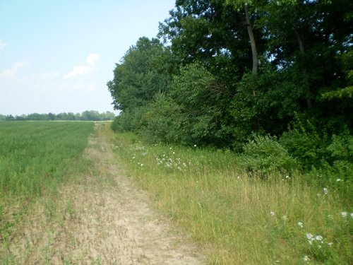 Property photo 5 - 85.6 Acres Offered in 2 Tracts