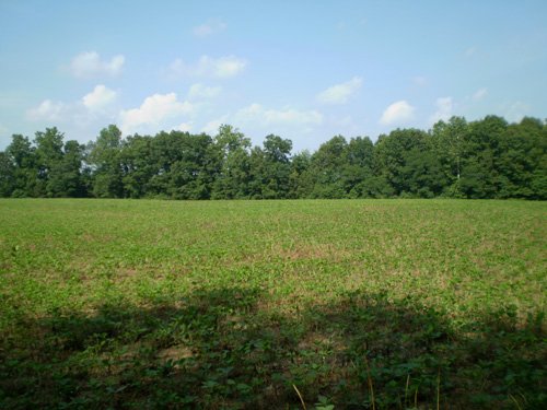 Property photo 8 - 85.6 Acres Offered in 2 Tracts
