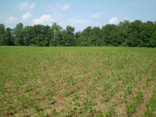 Property photo 1 - 85.6 Acres Offered in 2 Tracts