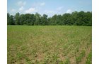 Property photo 1 - 85.6 Acres Offered in 2 Tracts