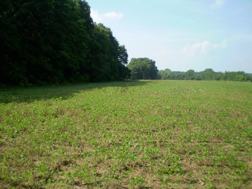 Property photo 7 - 85.6 Acres Offered in 2 Tracts