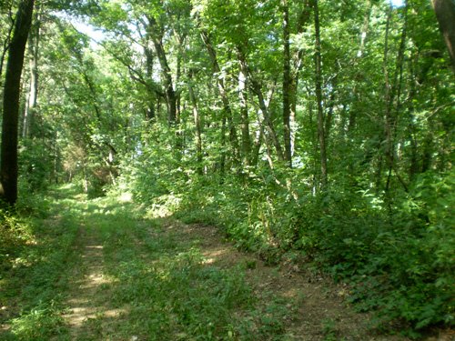 Property photo 4 - 85.6 Acres Offered in 2 Tracts