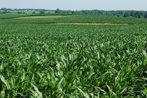 Property photo 32 - 426 Acres Offered in 11 Tracts Ranging from 4+/- to 80+/- Acres