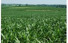 Property photo 32 - 426 Acres Offered in 11 Tracts Ranging from 4+/- to 80+/- Acres