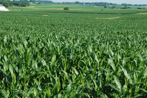 Property photo 8 - 426 Acres Offered in 11 Tracts Ranging from 4+/- to 80+/- Acres