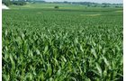 Property photo 8 - 426 Acres Offered in 11 Tracts Ranging from 4+/- to 80+/- Acres
