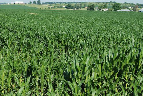Property photo 10 - 426 Acres Offered in 11 Tracts Ranging from 4+/- to 80+/- Acres