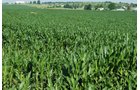 Property photo 10 - 426 Acres Offered in 11 Tracts Ranging from 4+/- to 80+/- Acres