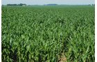 Property photo 11 - 426 Acres Offered in 11 Tracts Ranging from 4+/- to 80+/- Acres