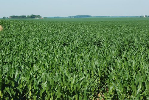 Property photo 14 - 426 Acres Offered in 11 Tracts Ranging from 4+/- to 80+/- Acres