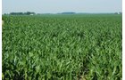 Property photo 14 - 426 Acres Offered in 11 Tracts Ranging from 4+/- to 80+/- Acres