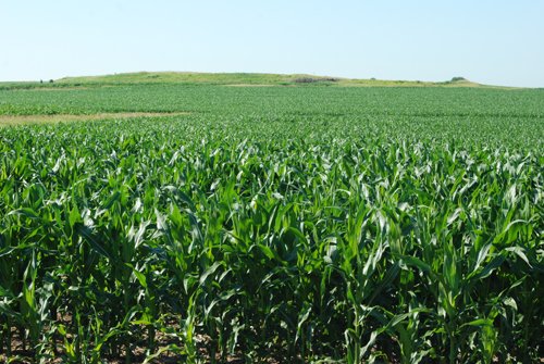 Property photo 4 - 426 Acres Offered in 11 Tracts Ranging from 4+/- to 80+/- Acres