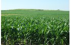 Property photo 4 - 426 Acres Offered in 11 Tracts Ranging from 4+/- to 80+/- Acres