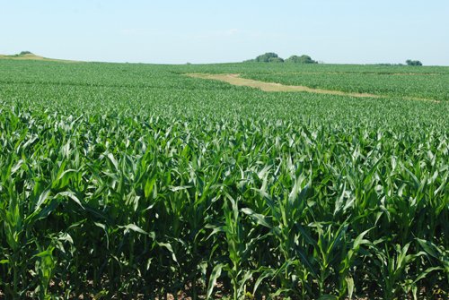 Property photo 13 - 426 Acres Offered in 11 Tracts Ranging from 4+/- to 80+/- Acres
