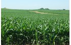 Property photo 13 - 426 Acres Offered in 11 Tracts Ranging from 4+/- to 80+/- Acres