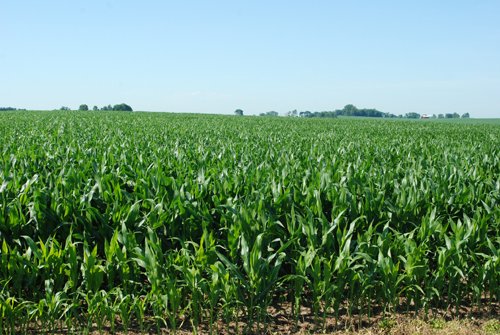 Property photo 29 - 426 Acres Offered in 11 Tracts Ranging from 4+/- to 80+/- Acres