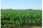 Property photo 29 - 426 Acres Offered in 11 Tracts Ranging from 4+/- to 80+/- Acres